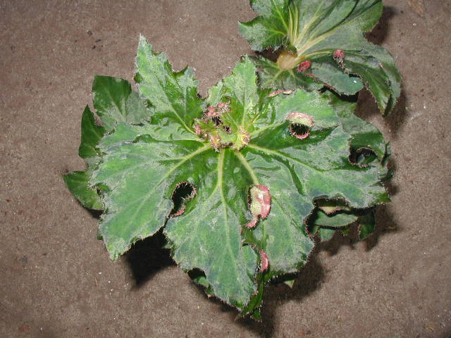B. ‘Swirly Q’